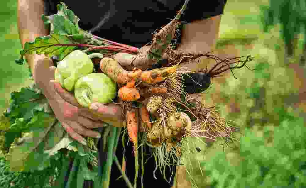 Casa De Spices | Authentic Indian Spices & Latin Flavors in Costa Rica