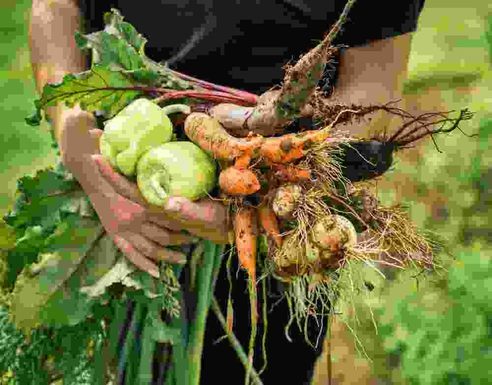 Casa De Spices | Authentic Indian Spices & Latin Flavors in Costa Rica